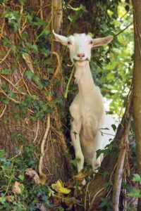 Homestead Helpers: Sheep, Cattle, Pigs and Poultry Image